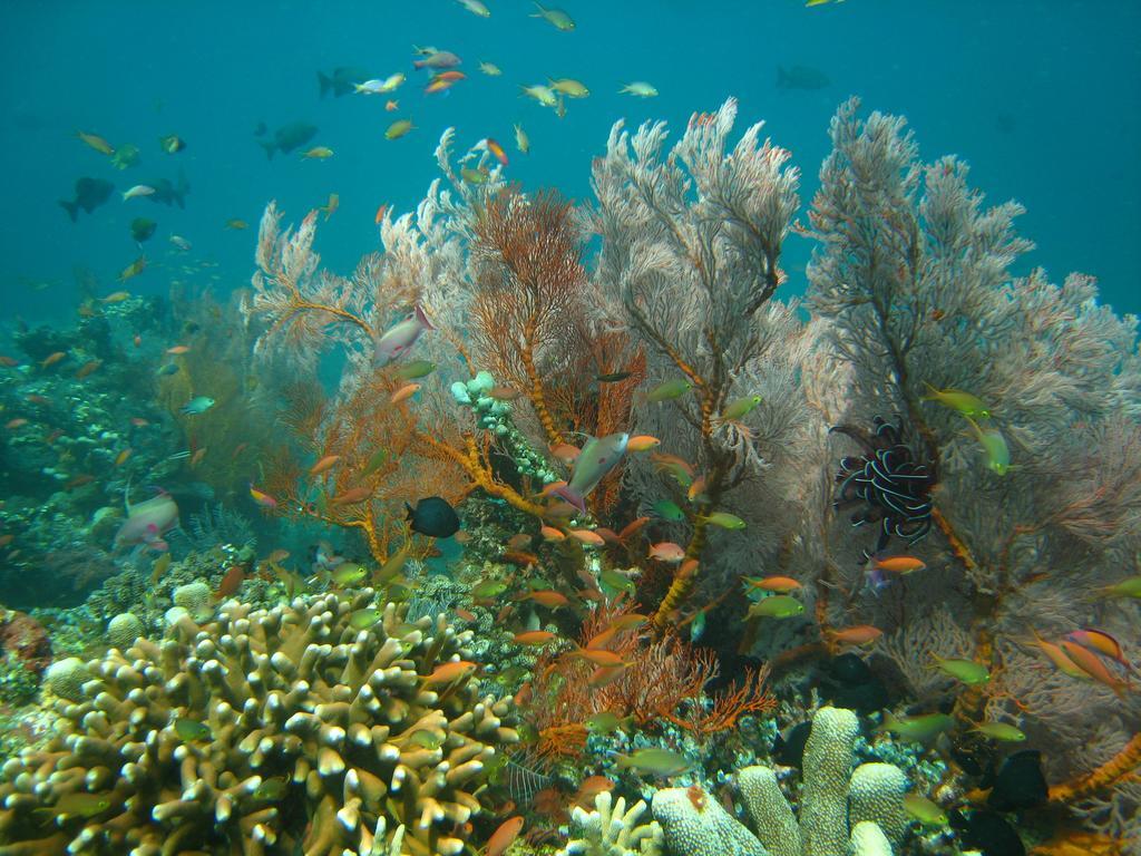 ガラン カンギン バンガローズ アメッド エクステリア 写真