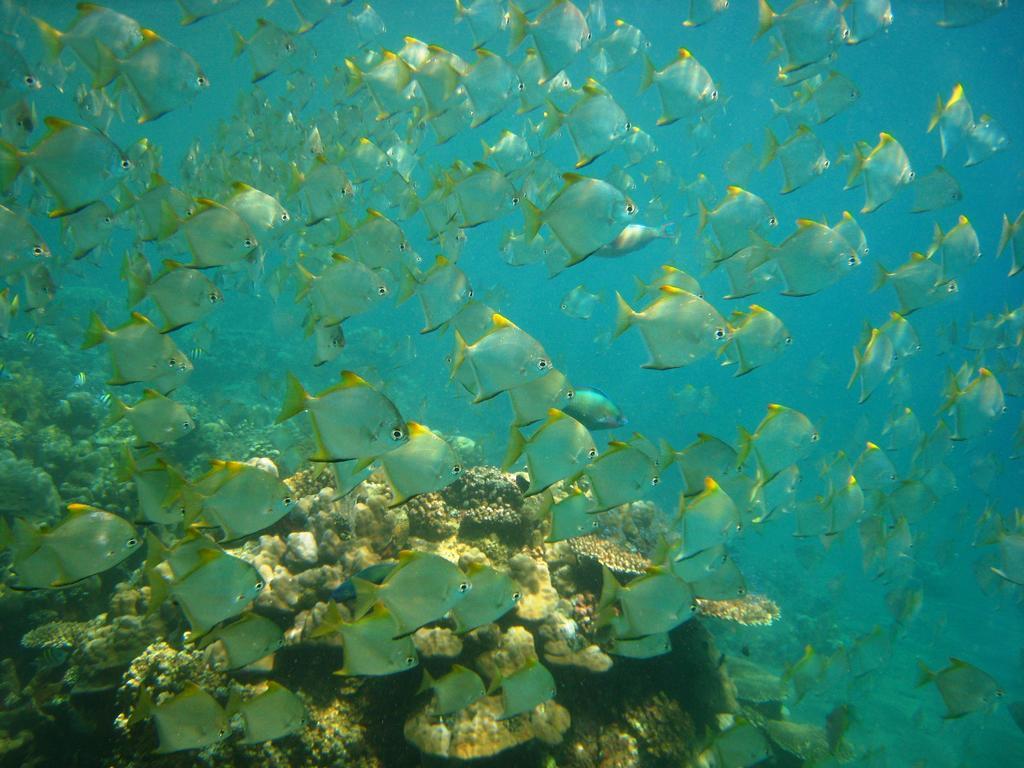 ガラン カンギン バンガローズ アメッド エクステリア 写真